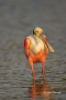 Roseate-Spoonbill;Florida;Southeast-USA;Ajaia-ajaja;One;avifauna;bird;feather;fe